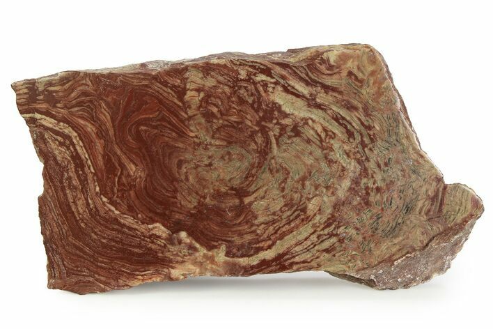 Polished, Neoproterozoic Stromatolite (Conophyton) - Morocco #350898